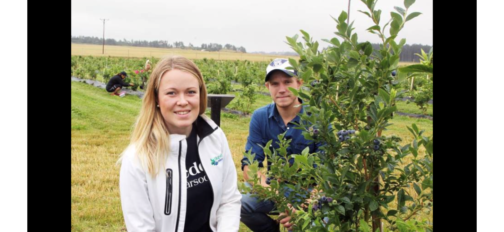 Skedevi, Anton Pettersson